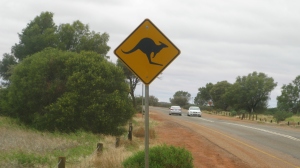 El único canguro que vi en Ayers Rock, Australia.